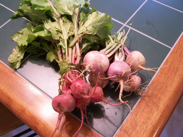 Beets and Turnips