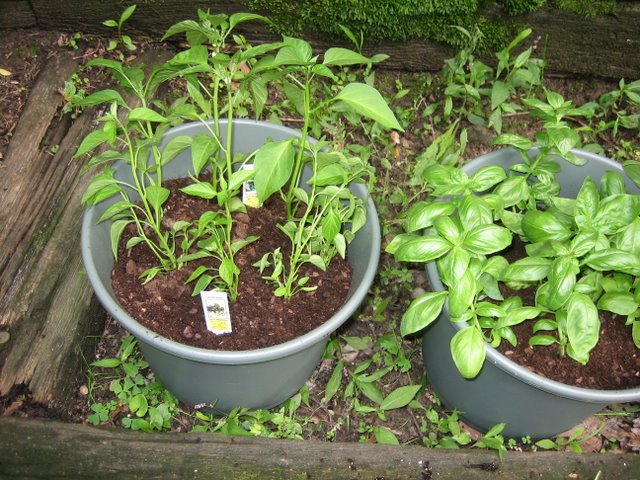 Serrano and jalapeño peppers